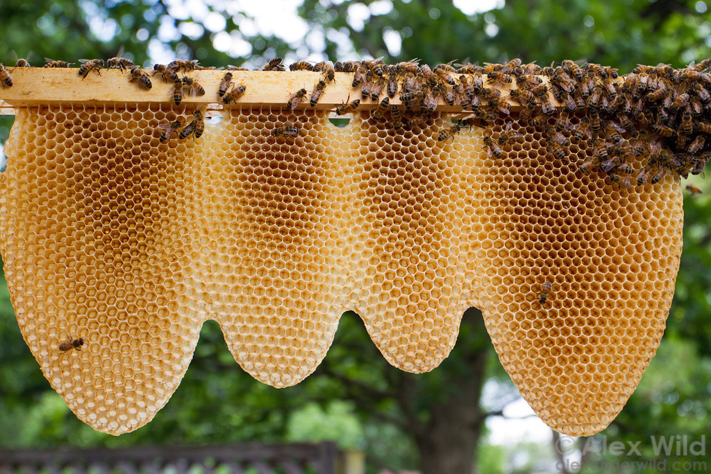 natural beehive construction